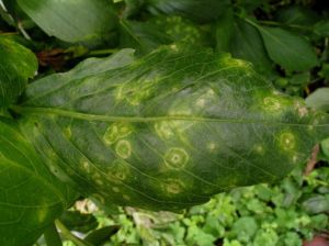 Dahlia Leaf spotted with virus 